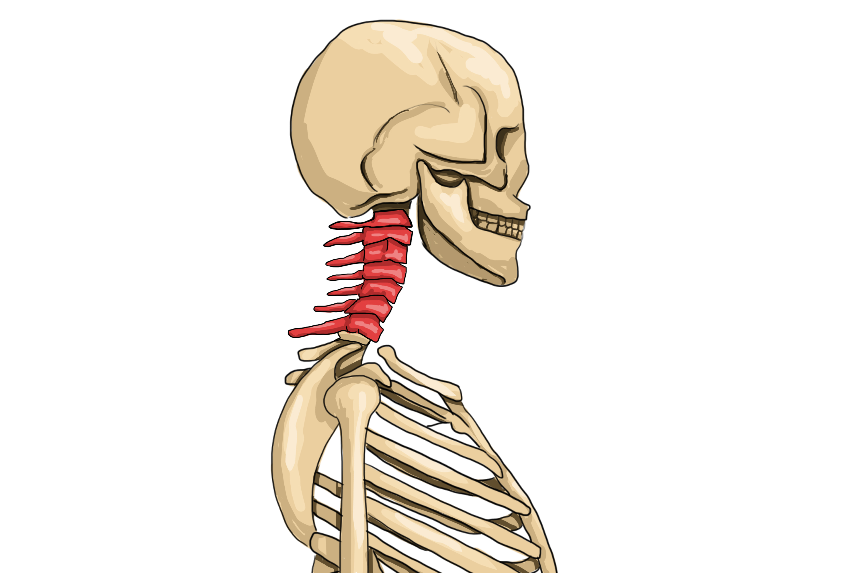 The cervical region is found from the skull 7 vertebrae downwards in the neck